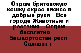 Отдам британскую кошку окрас вискас в добрые руки - Все города Животные и растения » Отдам бесплатно   . Башкортостан респ.,Салават г.